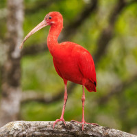 Scarlet Ibis